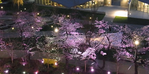 夜桜の幻想的なライトアップ